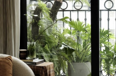 bí kíp chọn cây phù hợp trồng trong nhà chung cư